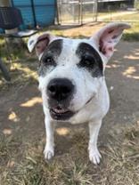Diamond, Adoptable, Senior Female Mixed Breed.