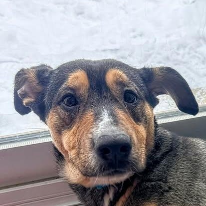 Wrinkles (20260211-04), adopted, Young Female Shepherd.