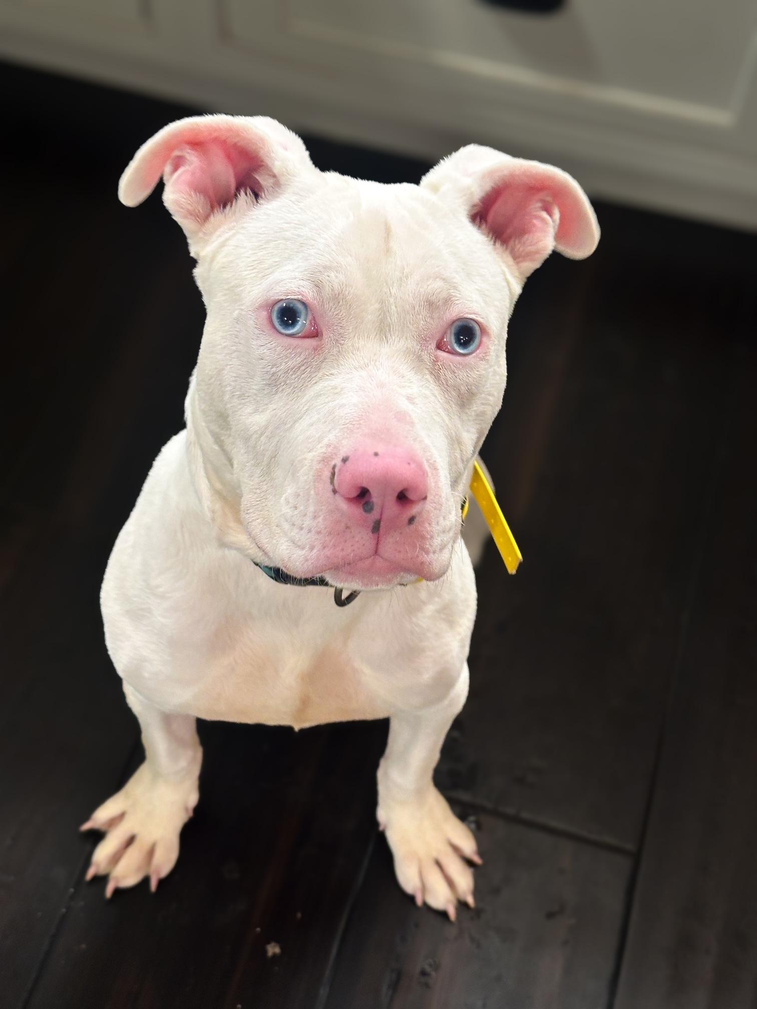 Enlarge Joshua (Deaf), a ADOPTABLE Mixed Breed in St Marys, OH image 4/6