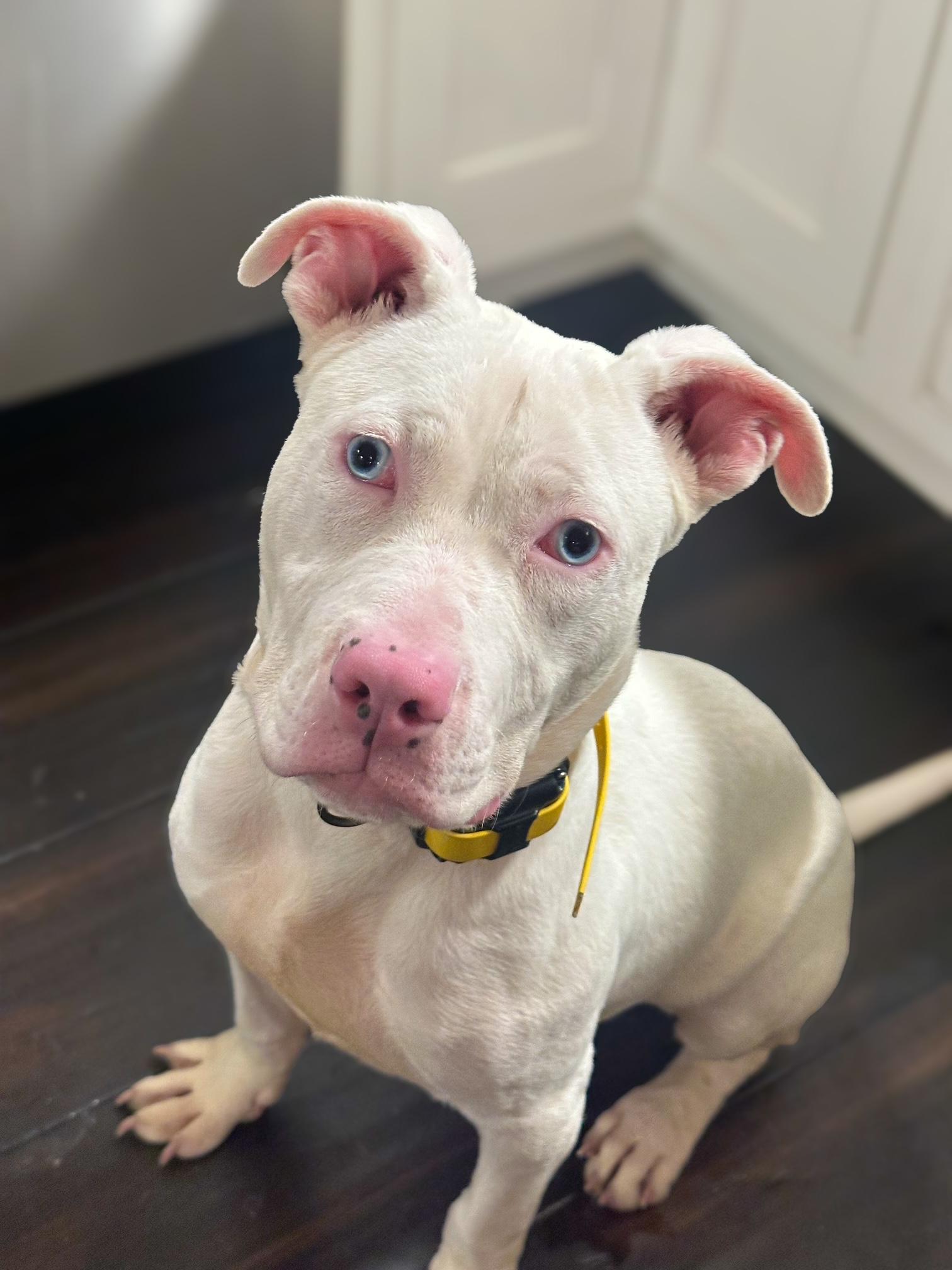 Enlarge Joshua (Deaf), a ADOPTABLE Mixed Breed in St Marys, OH image 6/6