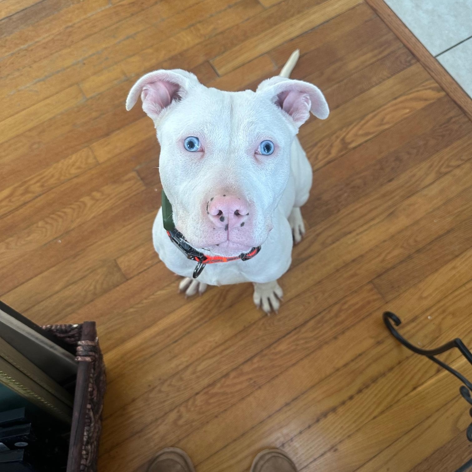 Enlarge Joshua (Deaf), a ADOPTABLE Mixed Breed in St Marys, OH image 2/6