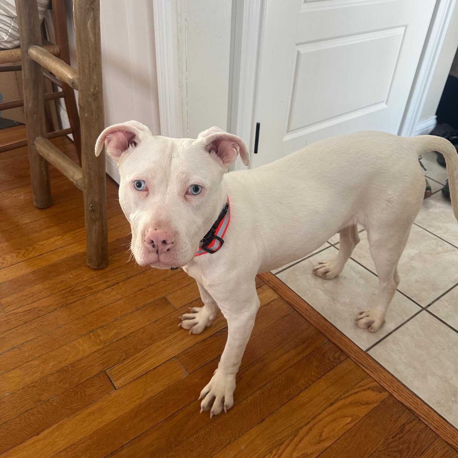 Joshua (Deaf), ADOPTABLE, Young Male Mixed Breed.