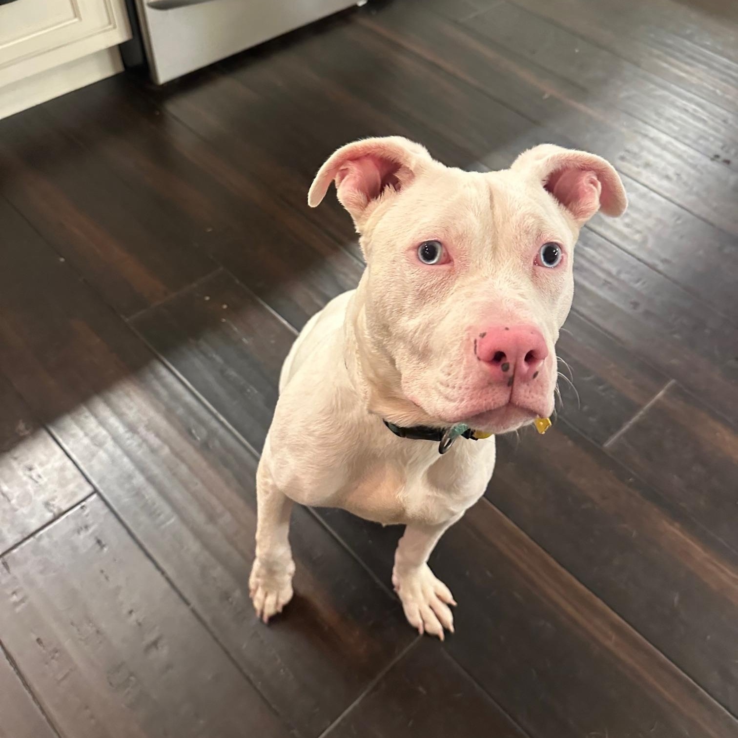 Enlarge Joshua (Deaf), a ADOPTABLE Mixed Breed in St Marys, OH image 3/6