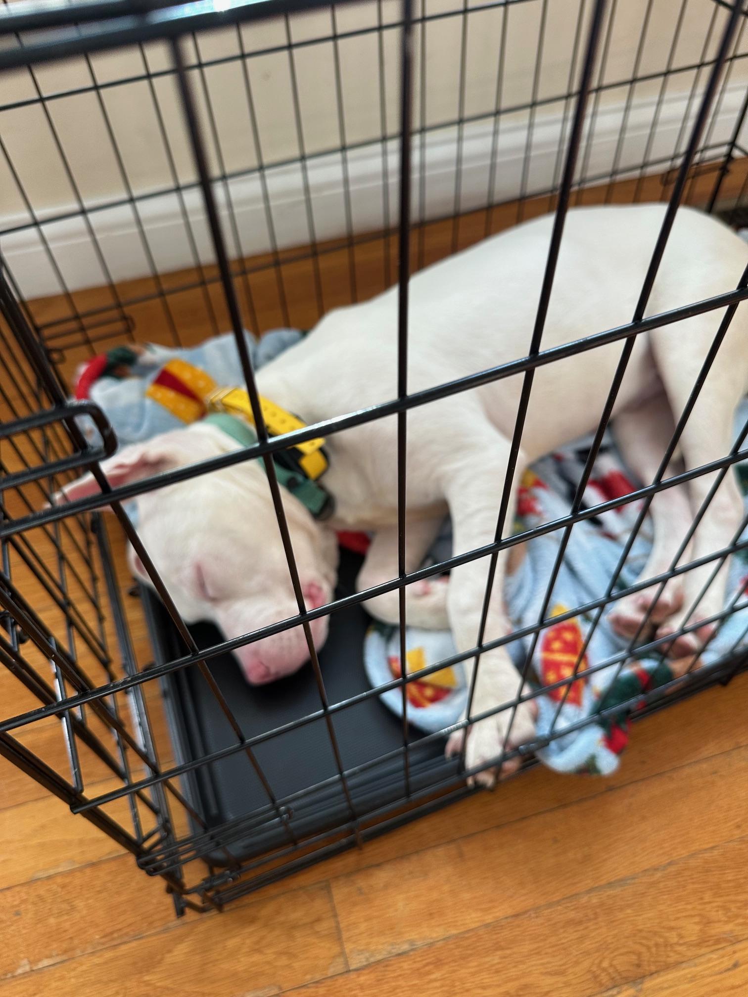 Enlarge Joshua (Deaf), a ADOPTABLE Mixed Breed in St Marys, OH image 5/6