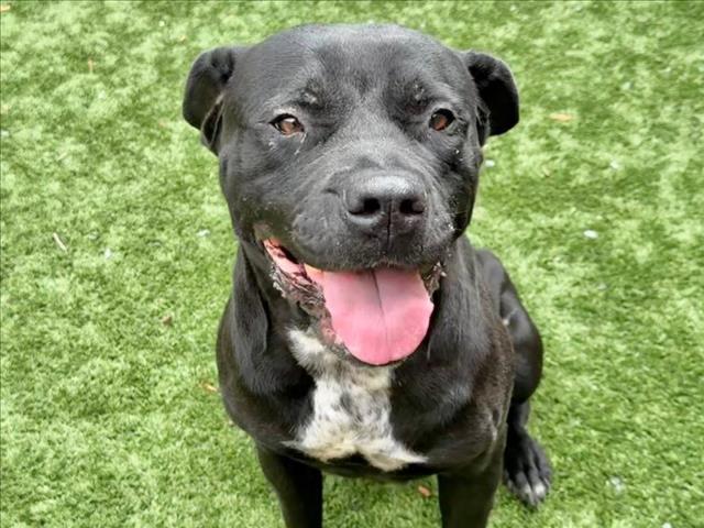 SAVE ME PLEASE! KALANI -ID#A542366