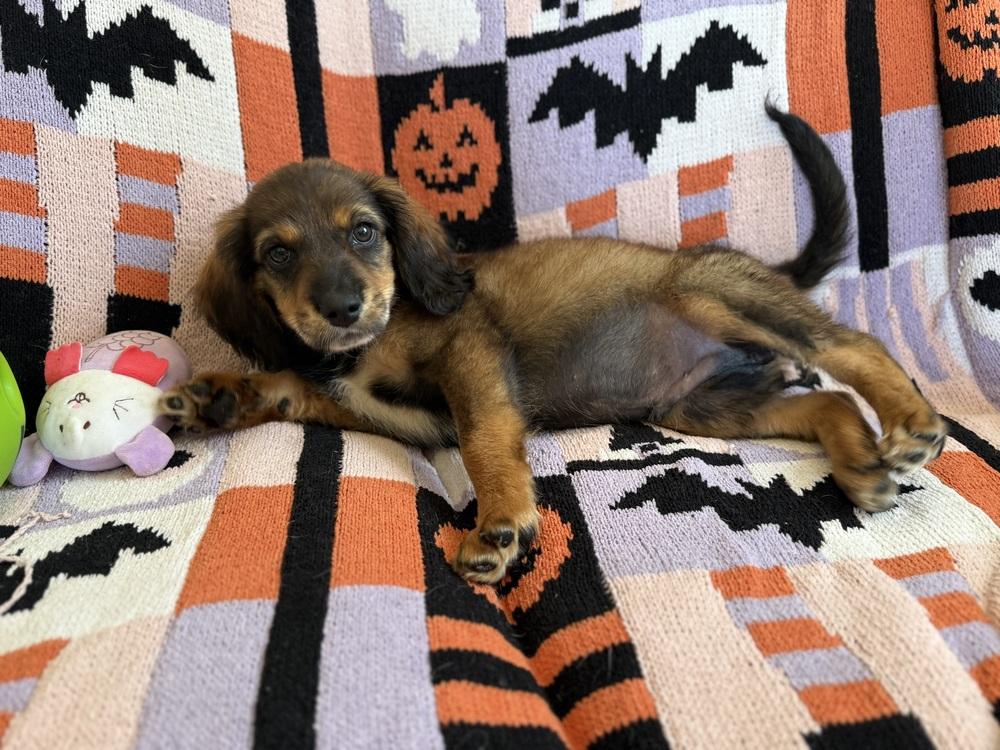 Iceman, Adoptable, Puppy Male Labrador Retriever.