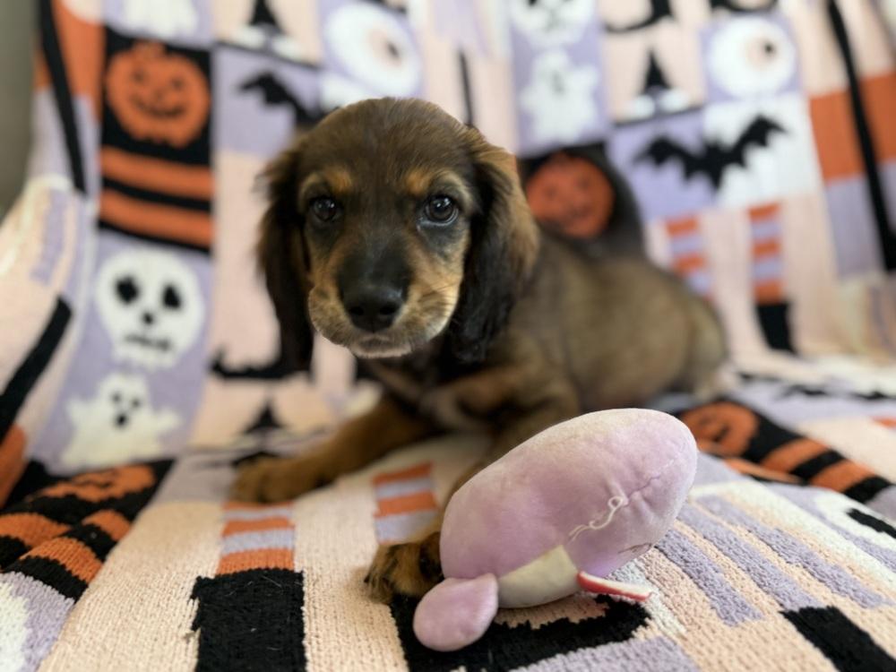 Enlarge Iceman, a Adoptable mixed breed in Cheektowaga, NY image 2/4