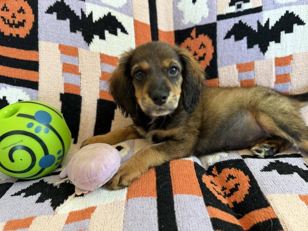 Enlarge Iceman, a Adoptable mixed breed in Cheektowaga, NY image 3/4
