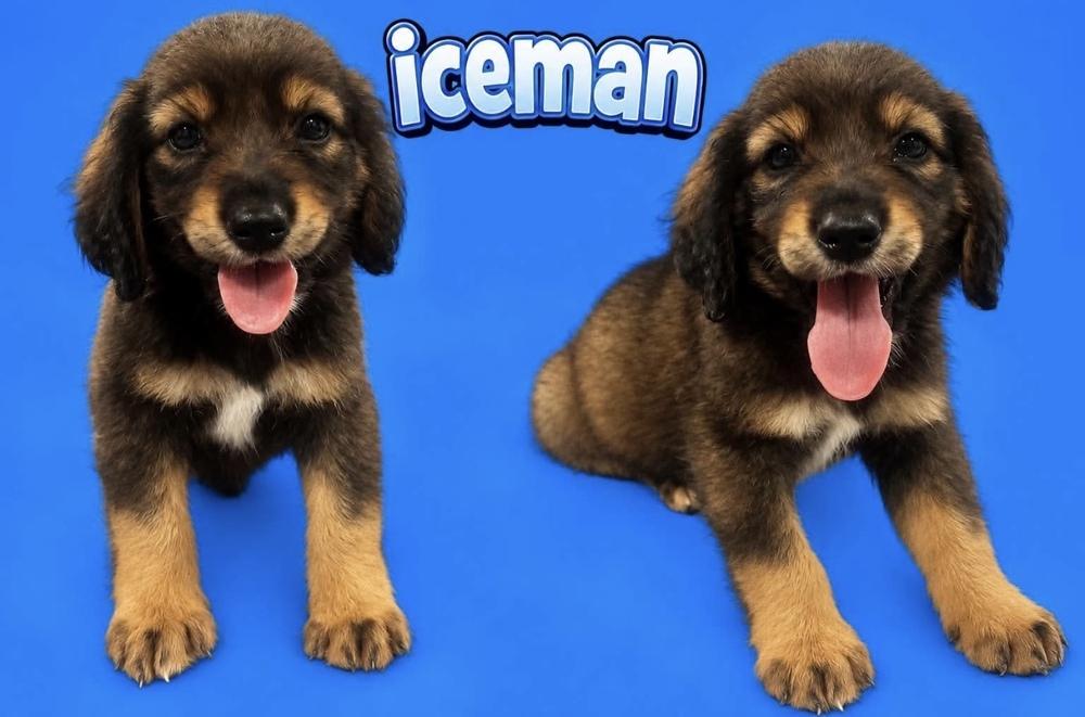 Enlarge Iceman, a Adoptable mixed breed in Cheektowaga, NY image 4/4