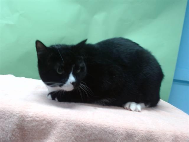 MARBLE, Adoptable, Adult Female Domestic Short Hair.