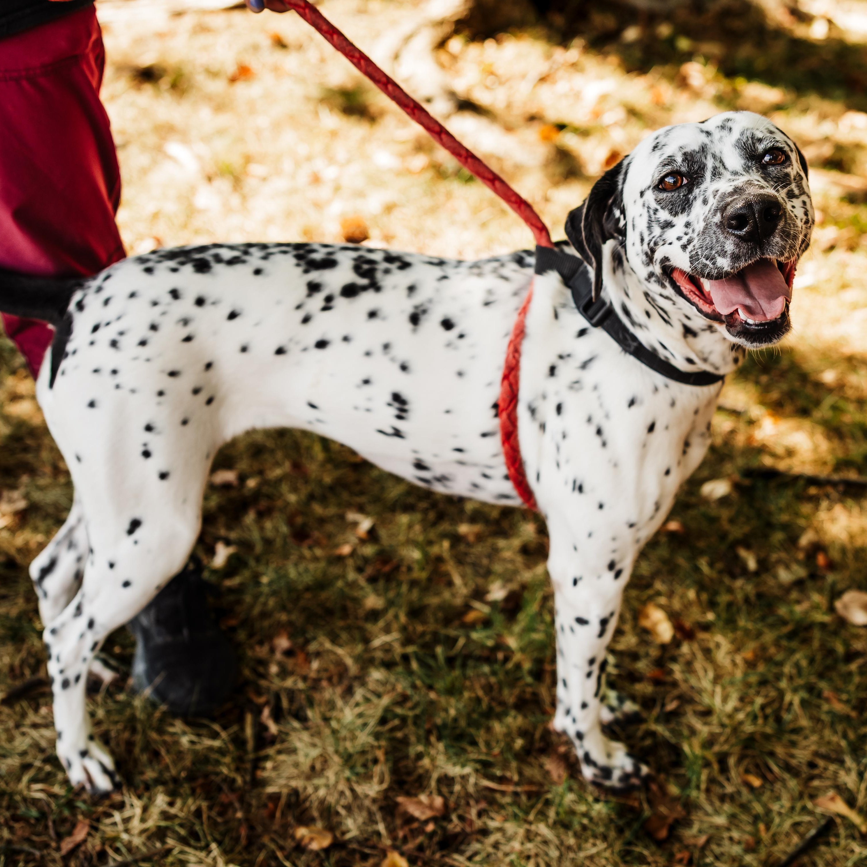 Enlarge Liza, a Adoptable mixed breed in Springfield, MO image 1/6