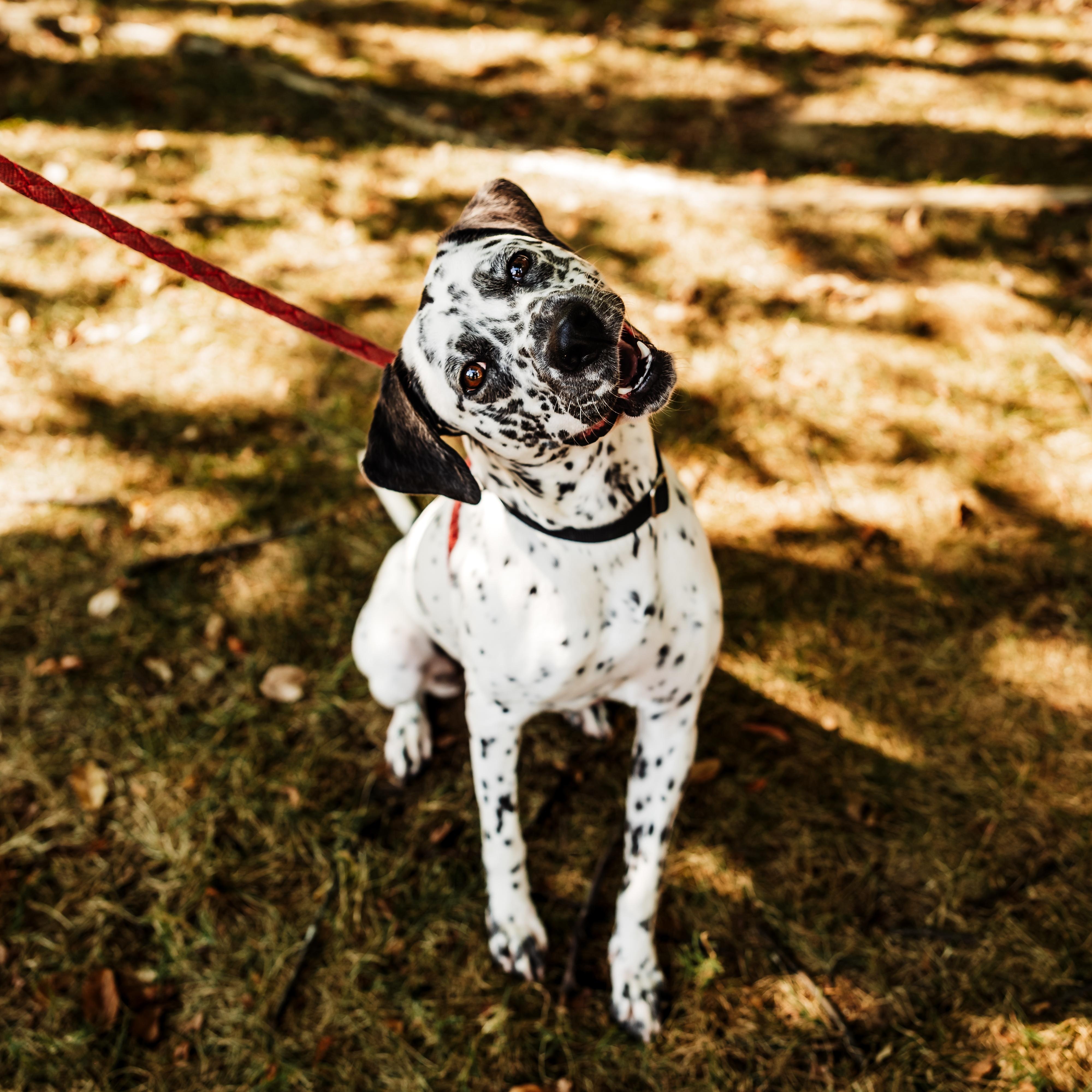 Enlarge Liza, a Adoptable mixed breed in Springfield, MO image 2/6