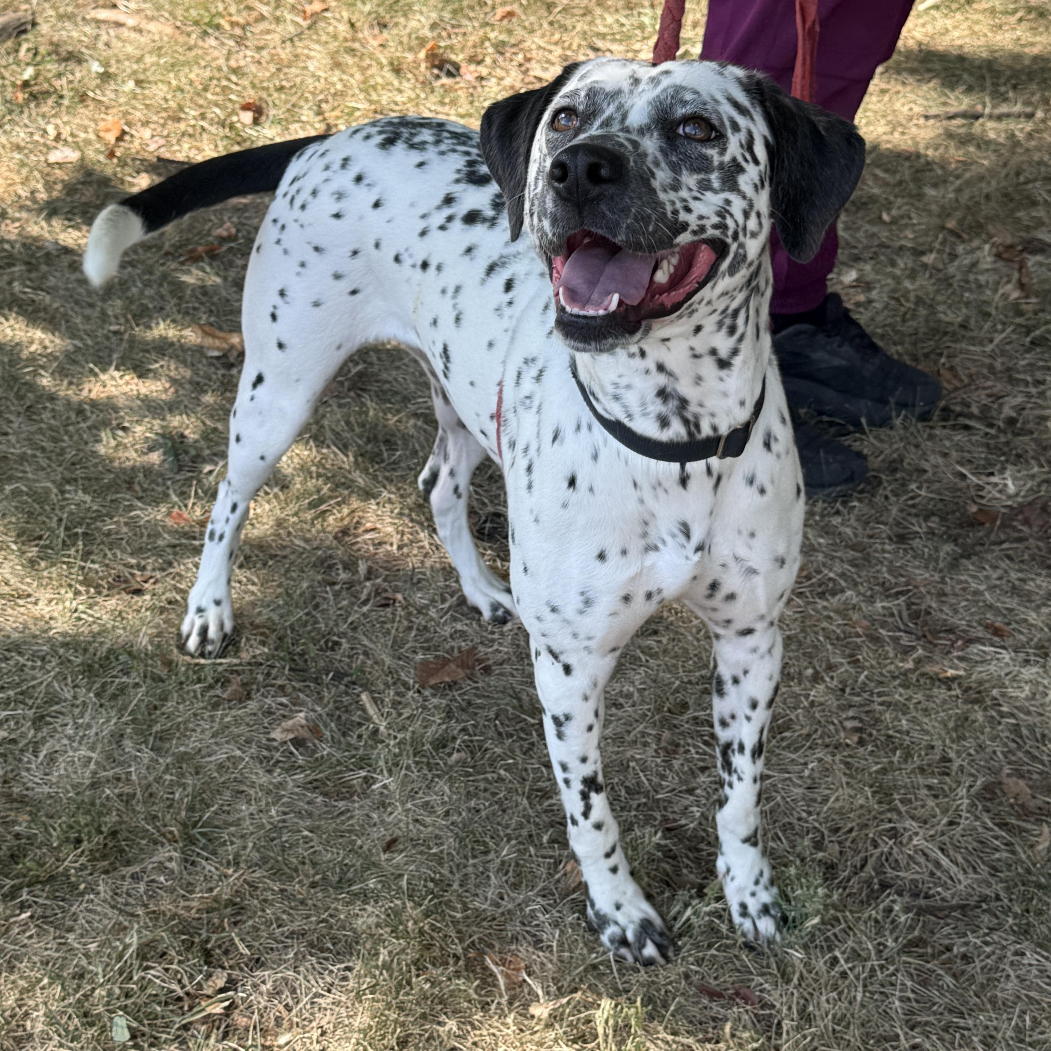 Enlarge Liza, a Adoptable mixed breed in Springfield, MO image 6/6
