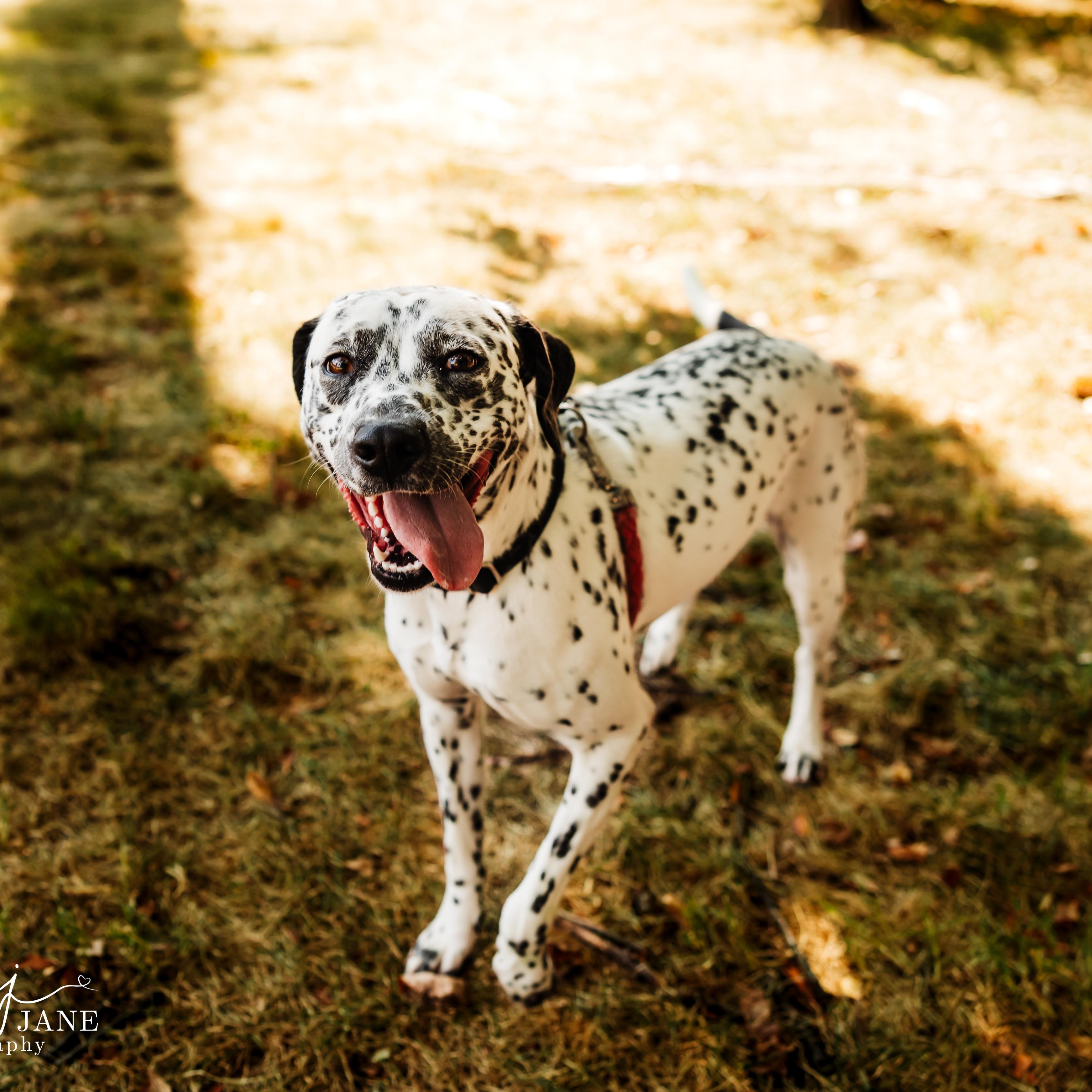 Enlarge Liza, a Adoptable mixed breed in Springfield, MO image 5/6