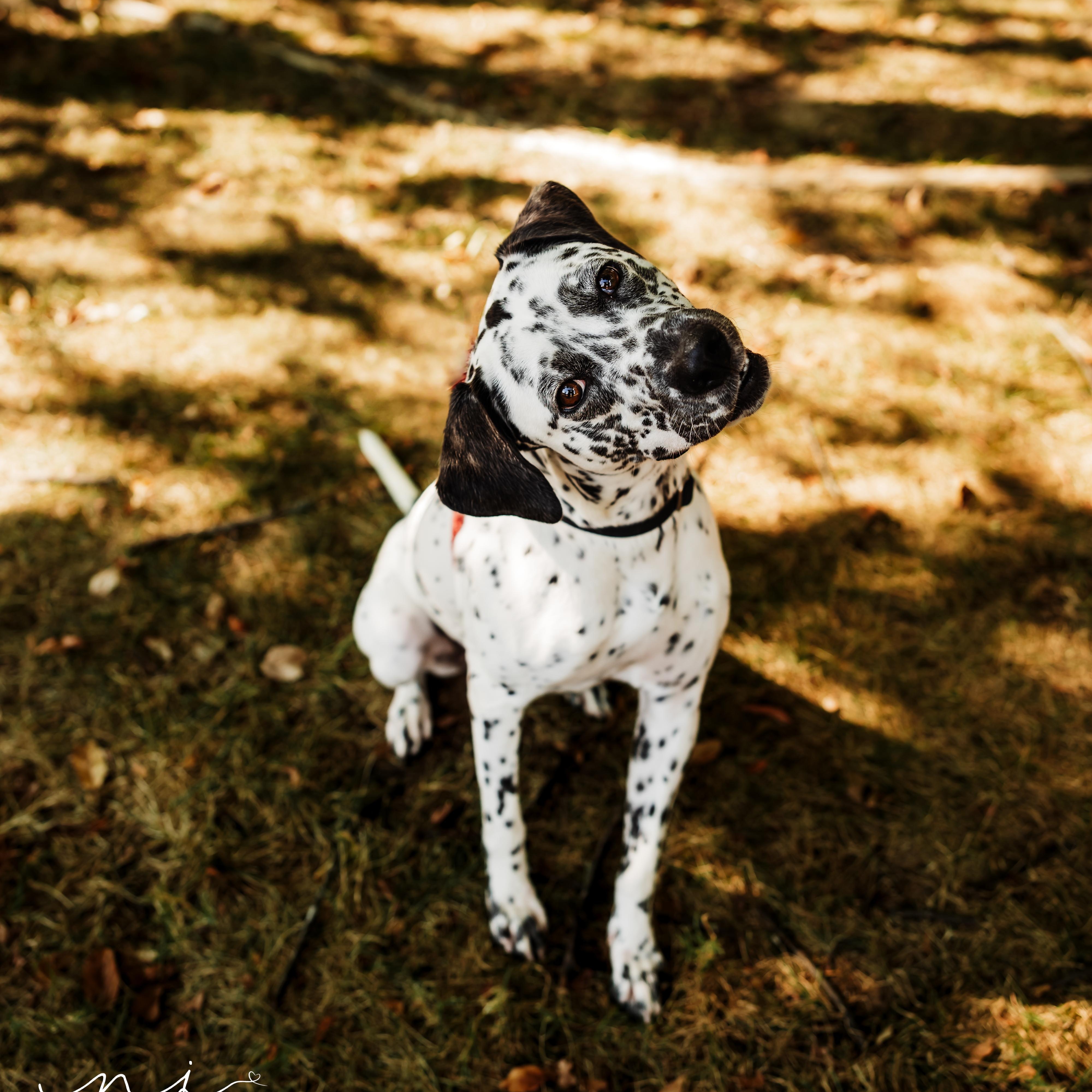 Enlarge Liza, a Adoptable mixed breed in Springfield, MO image 4/6