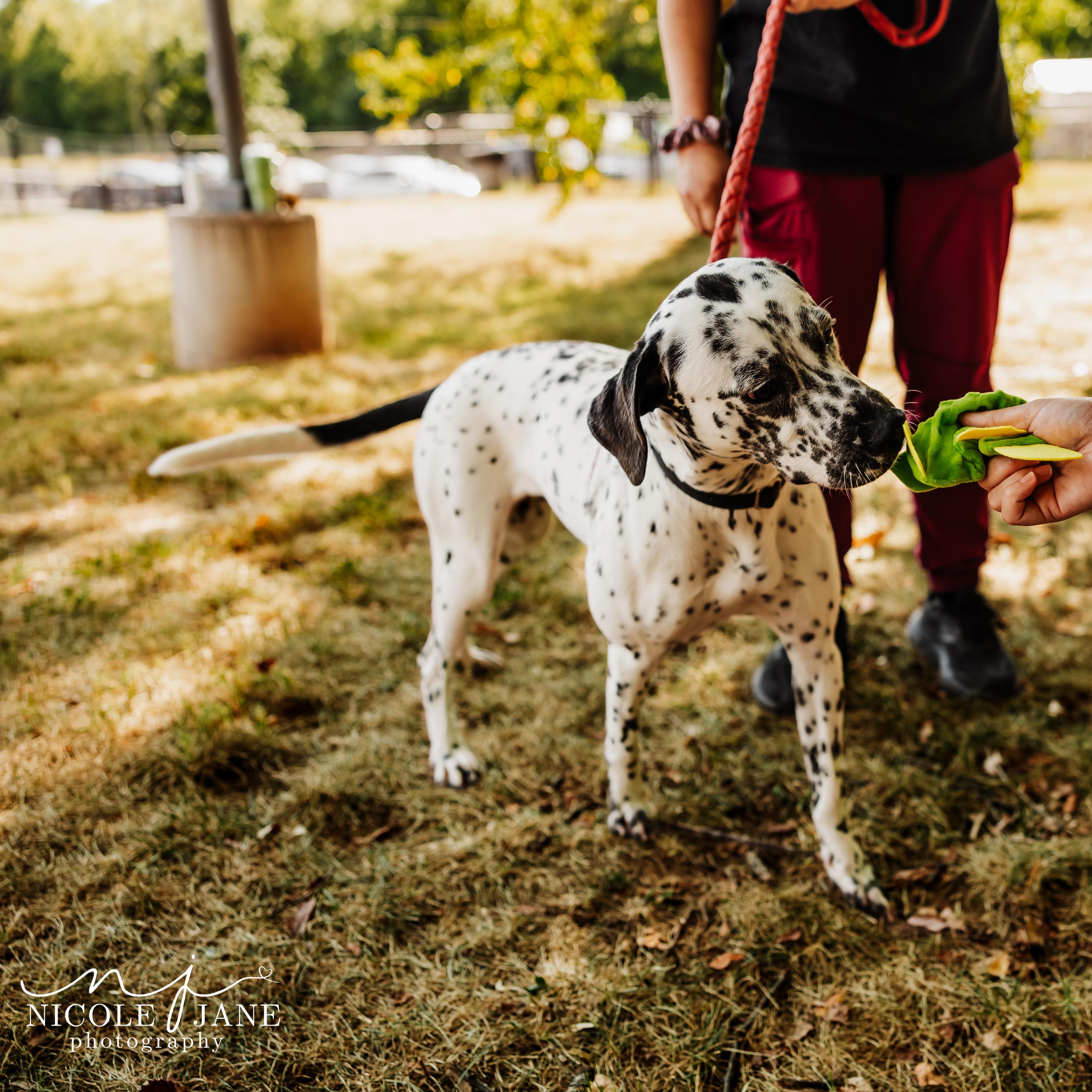 Enlarge Liza, a Adoptable mixed breed in Springfield, MO image 3/6