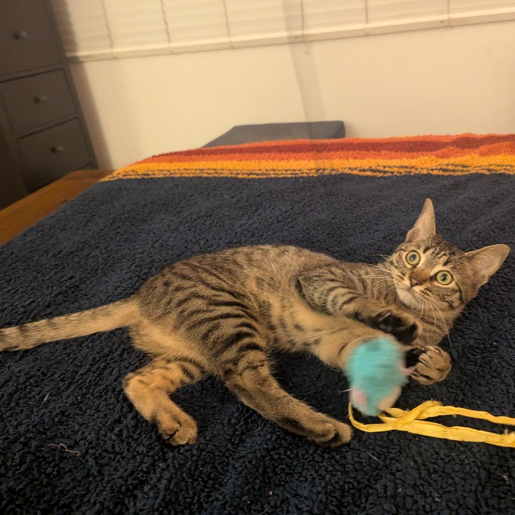 Zuma, Adoptable, Young Female Domestic Short Hair.