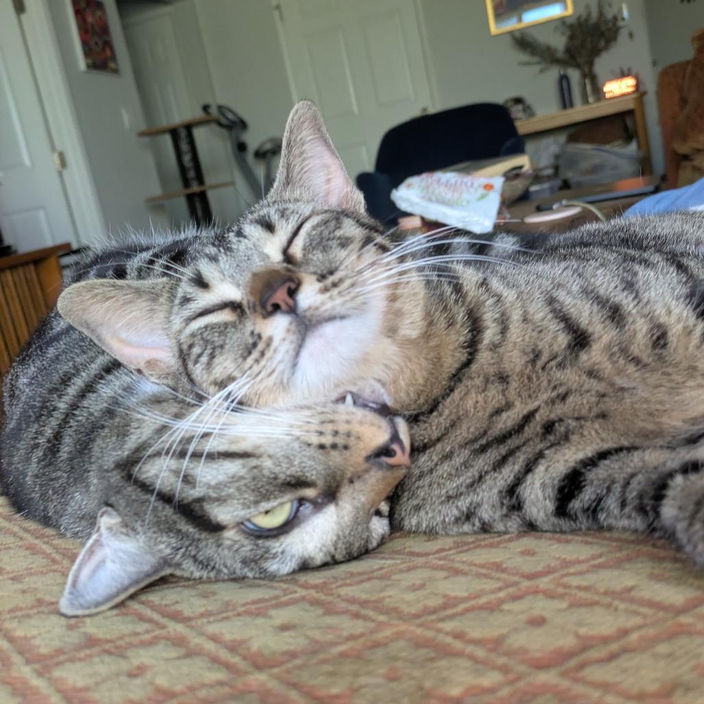 Enlarge Zuma, a Adoptable Domestic Short Hair in Tampa, FL image 2/4