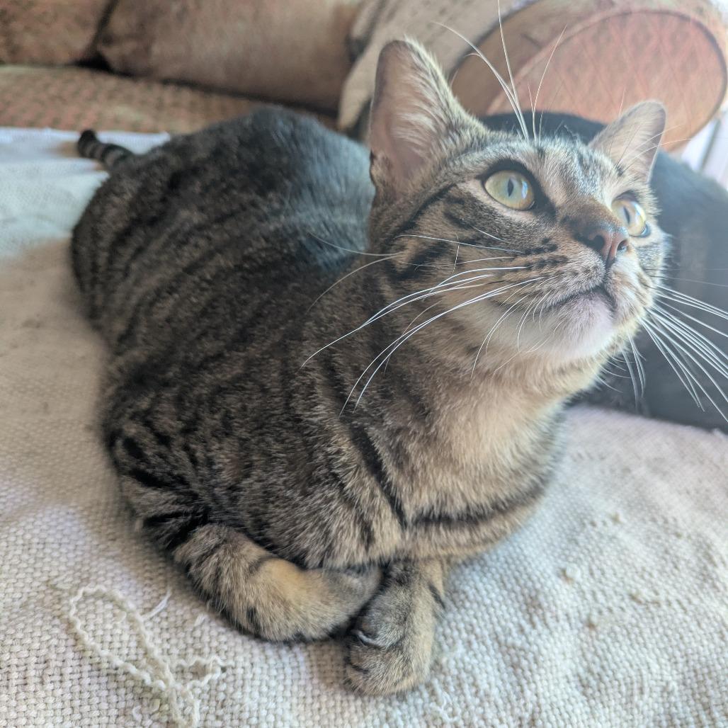 Enlarge Zuma, a Adoptable Domestic Short Hair in Tampa, FL image 3/4