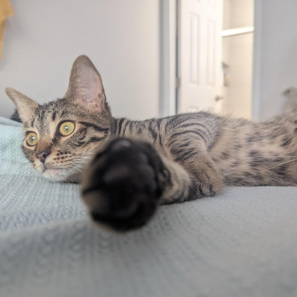 Enlarge Zuma, a Adoptable Domestic Short Hair in Tampa, FL image 4/4