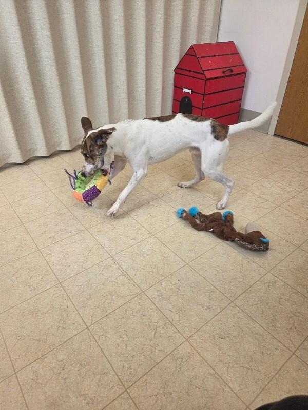 Kool-aid, Adoptable, Adult Male Fox Terrier.
