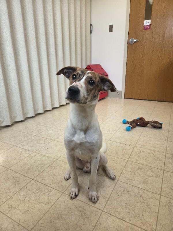 Enlarge Kool-aid, a Adoptable Fox Terrier in Bluffton, IN image 2/4