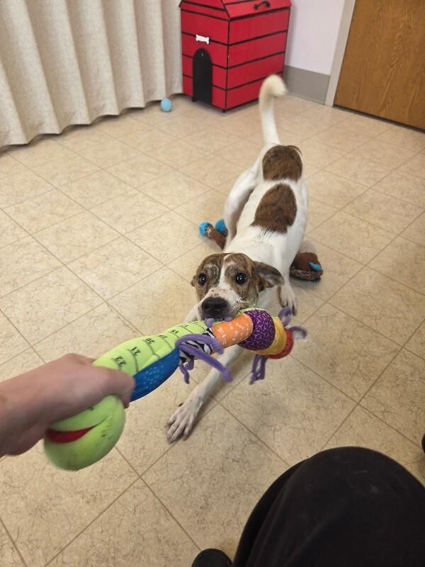 Enlarge Kool-aid, a Adoptable Fox Terrier in Bluffton, IN image 3/4