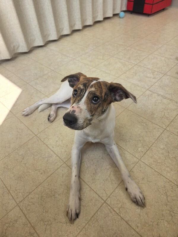 Enlarge Kool-aid, a Adoptable Fox Terrier in Bluffton, IN image 4/4