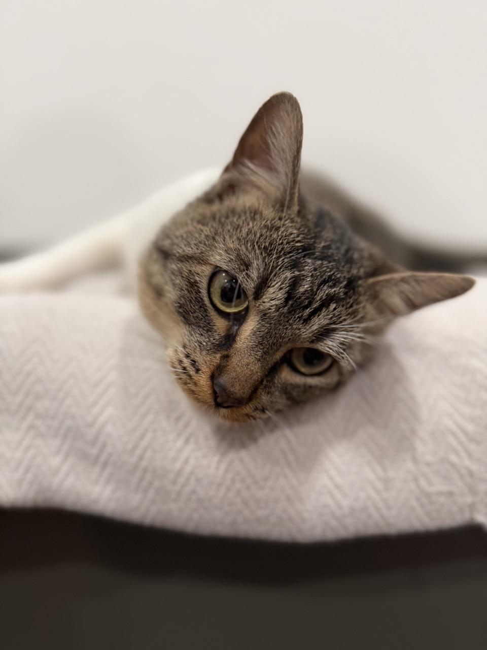 Bandit, a ADOPTABLE Domestic Short Hair in Las Vegas, NV image 2/2