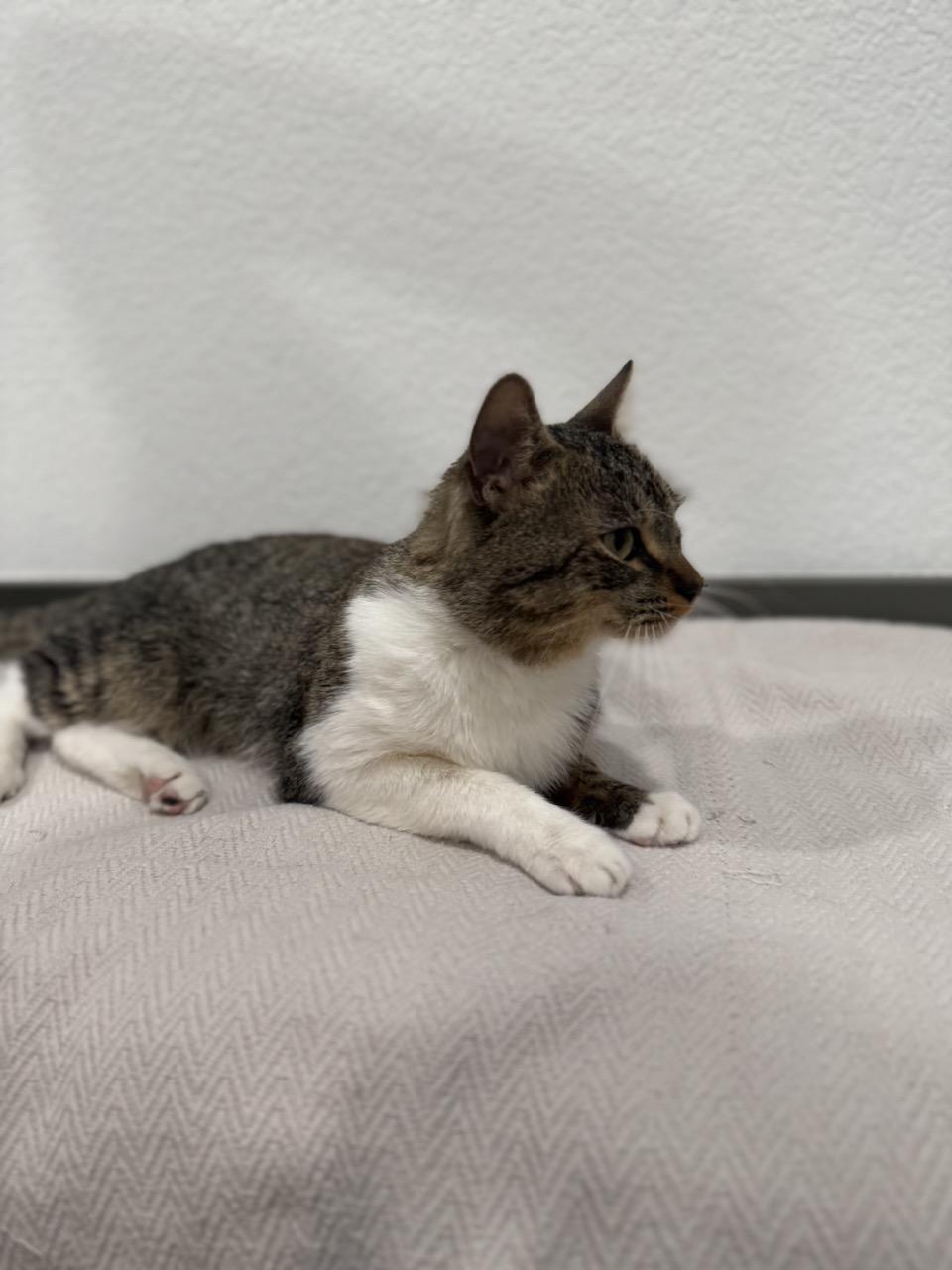 Bandit, ADOPTABLE, Kitten Male Domestic Short Hair.