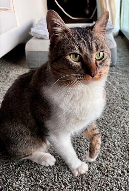 Bandit, adoptable, Kitten Male Domestic Short Hair.