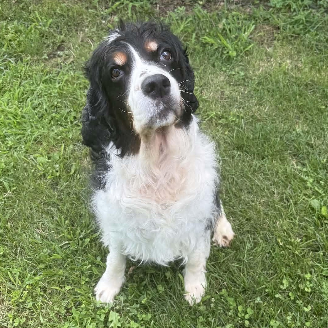 Saphira, adopted, Senior Female English Springer Spaniel.