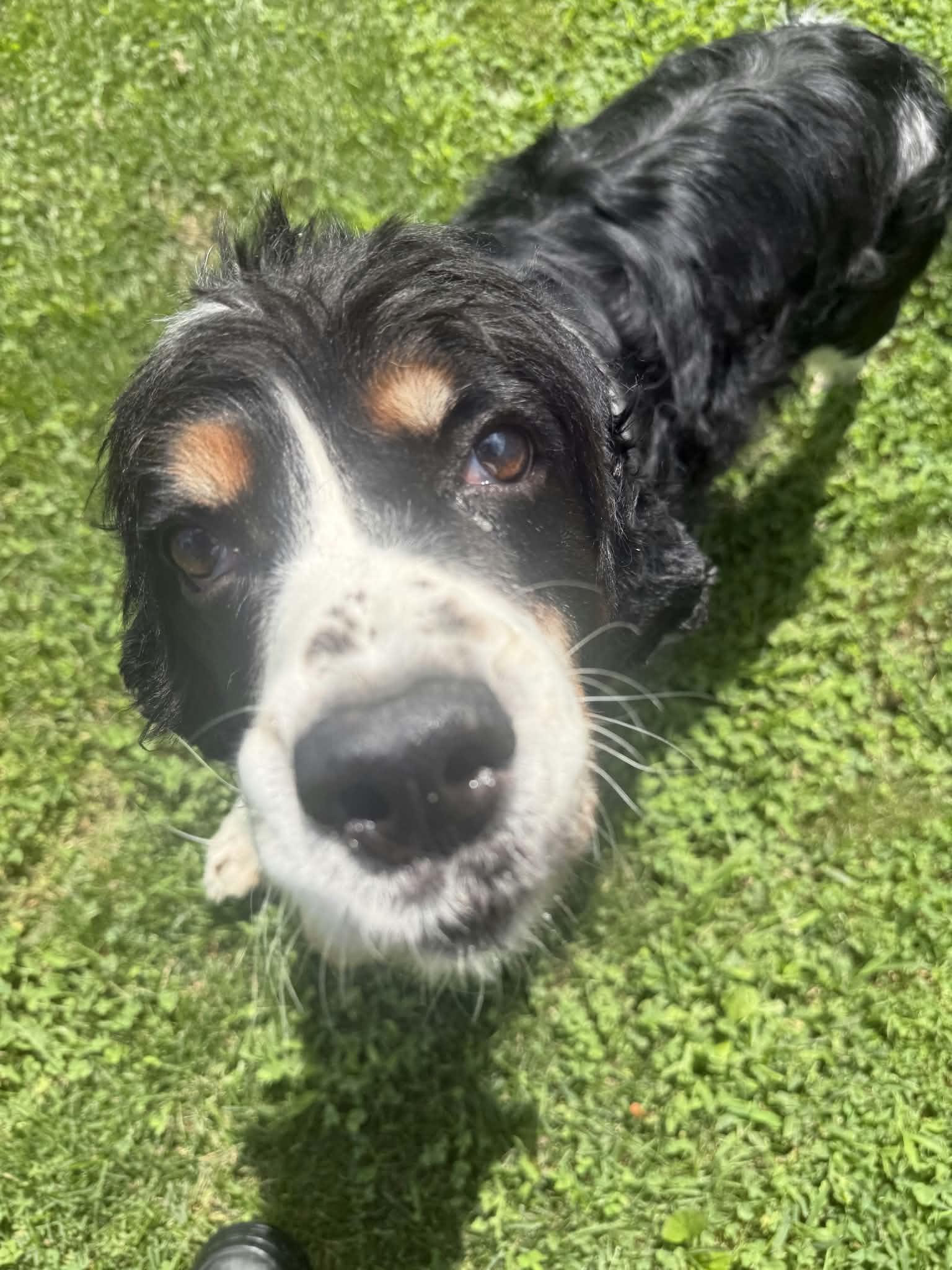 Saphira, an adopted English Springer Spaniel in Valparaiso, IN image 2/2