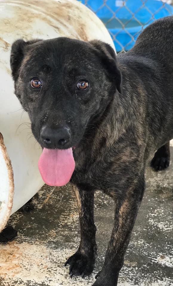 Blackie, Adoptable, Adult Female Affenpinscher.