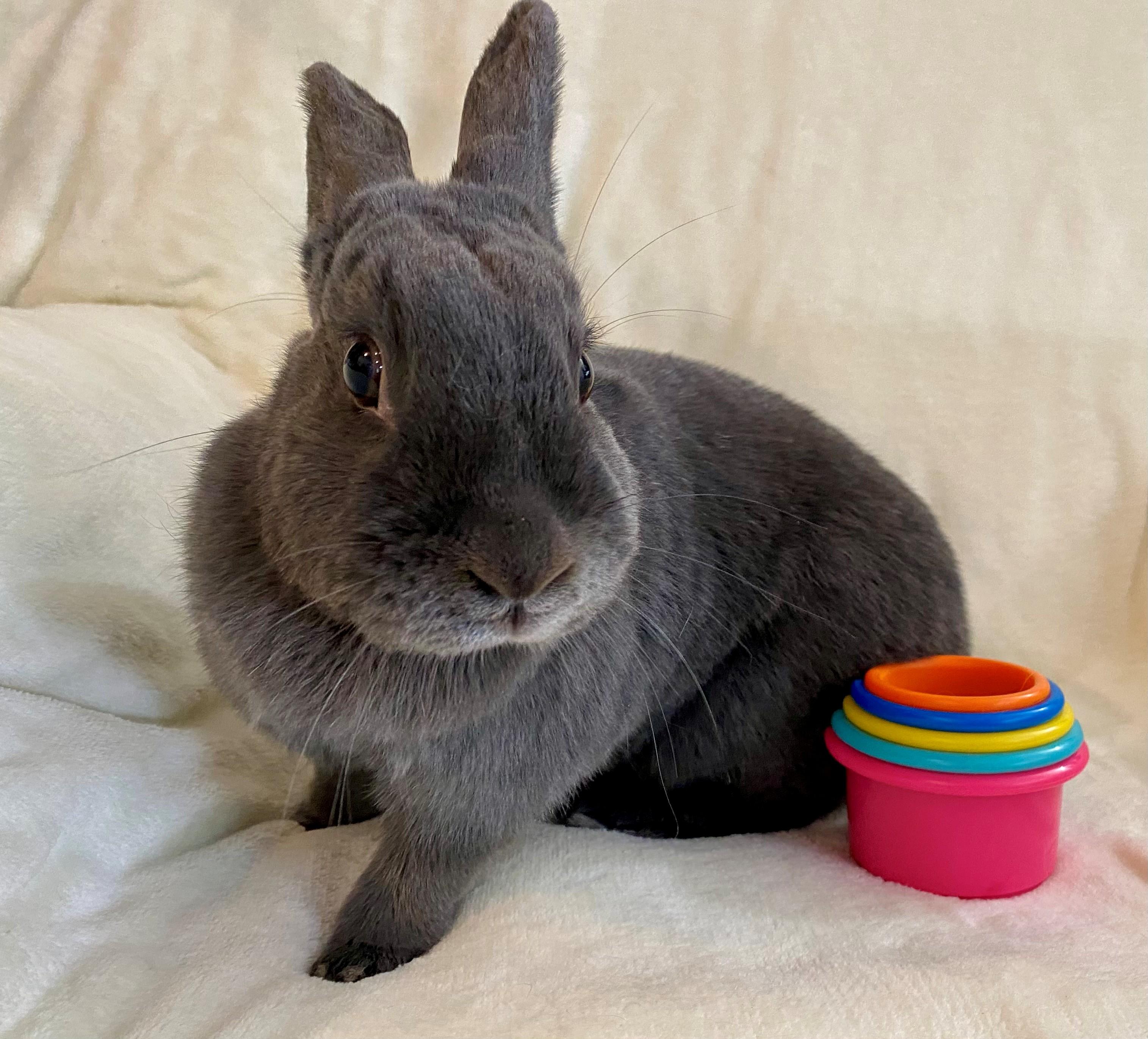 Benny (Girl), ADOPTABLE, Adult Female American.