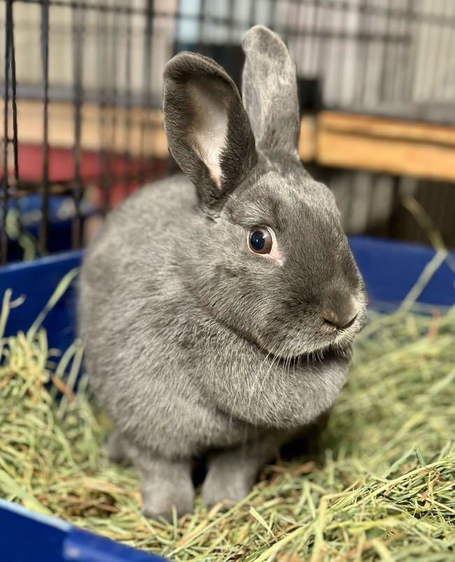 Enlarge Benny (Girl), a ADOPTABLE American in Carnation, WA image 2/2