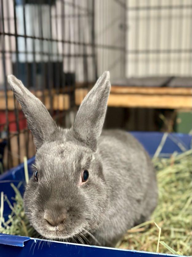 Enlarge Benny (Girl), a ADOPTABLE American in Carnation, WA image 1/2