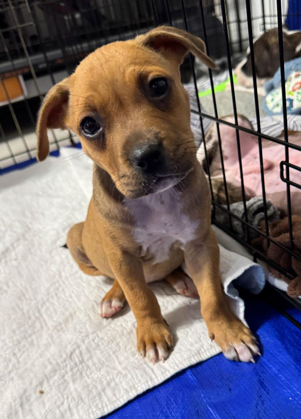 Kiwi, Adoptable, Puppy Female Boxer & Pit Bull Terrier.