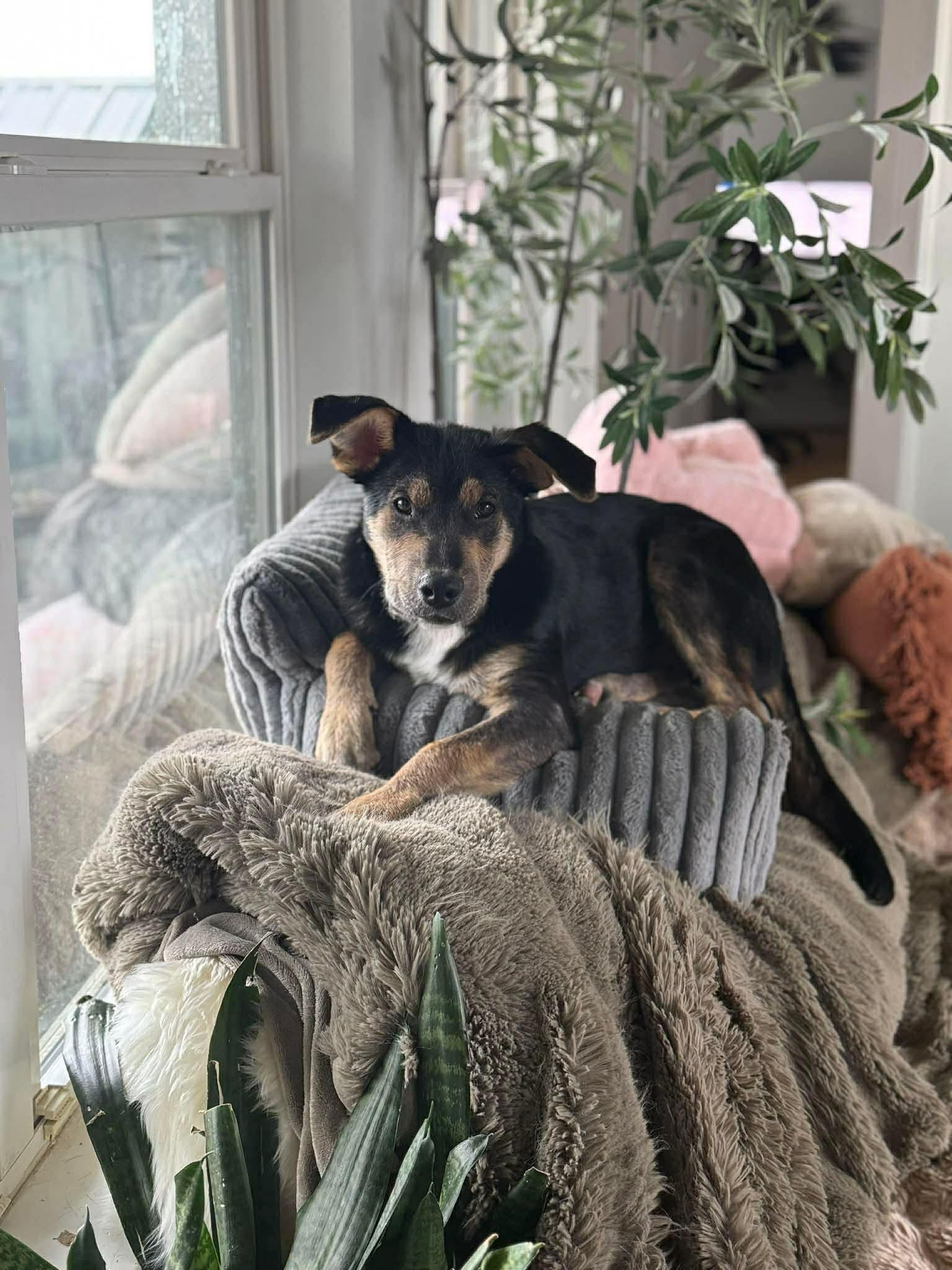 Clifford, a Adoptable Mixed Breed in Columbia, MD image 4/6