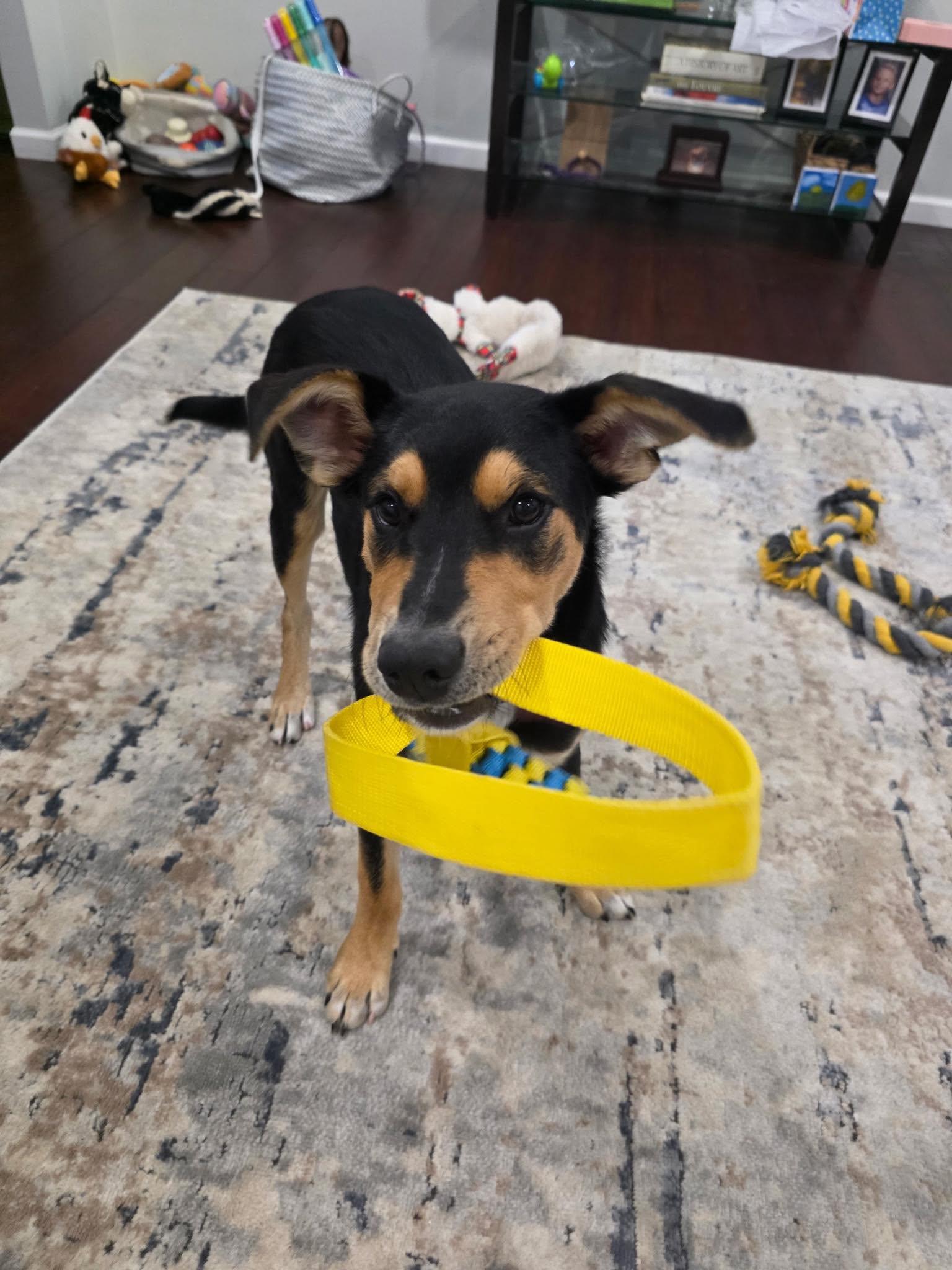 Clifford, a Adoptable Mixed Breed in Columbia, MD image 6/6