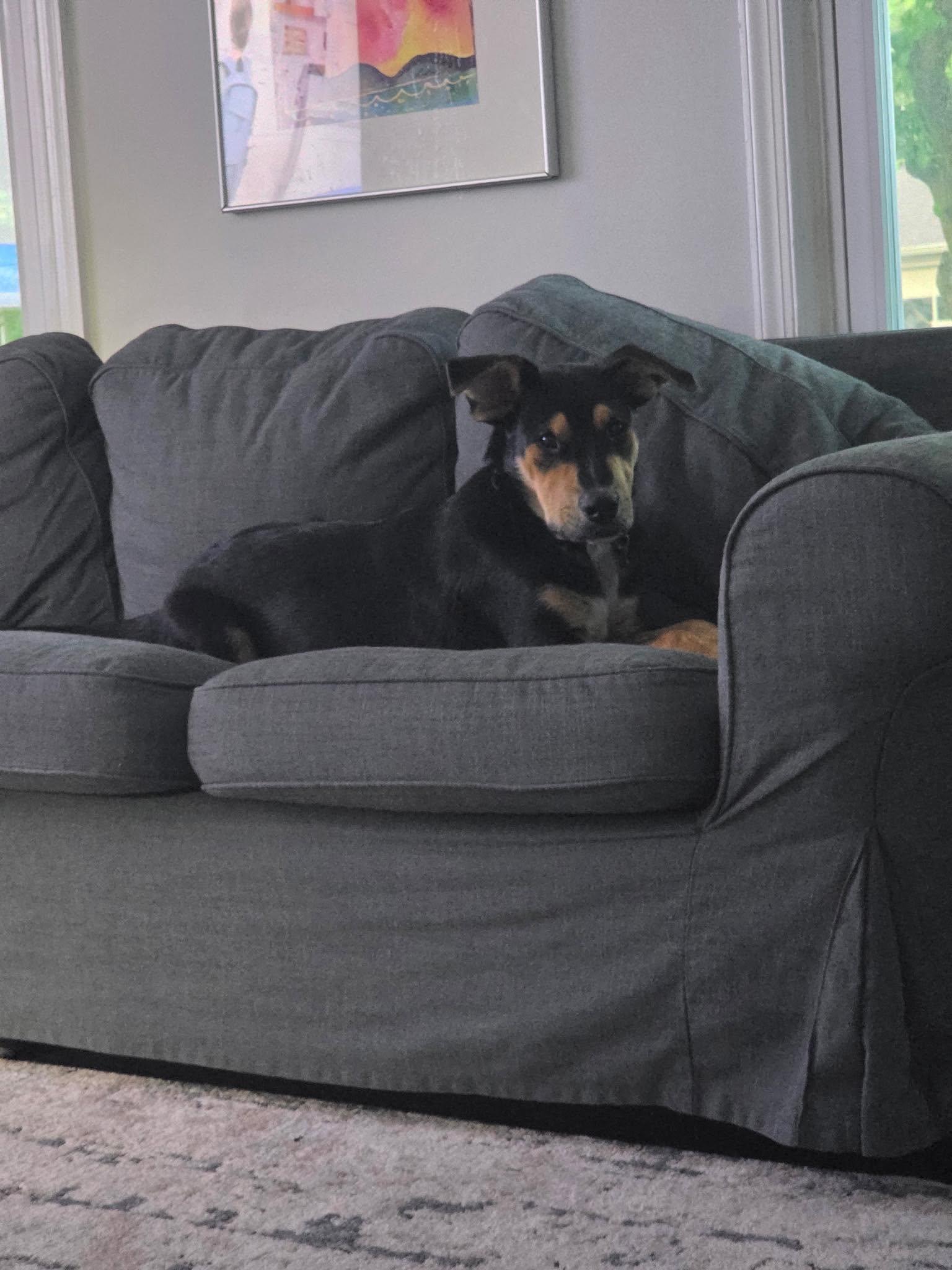 Clifford, a Adoptable Mixed Breed in Columbia, MD image 1/6