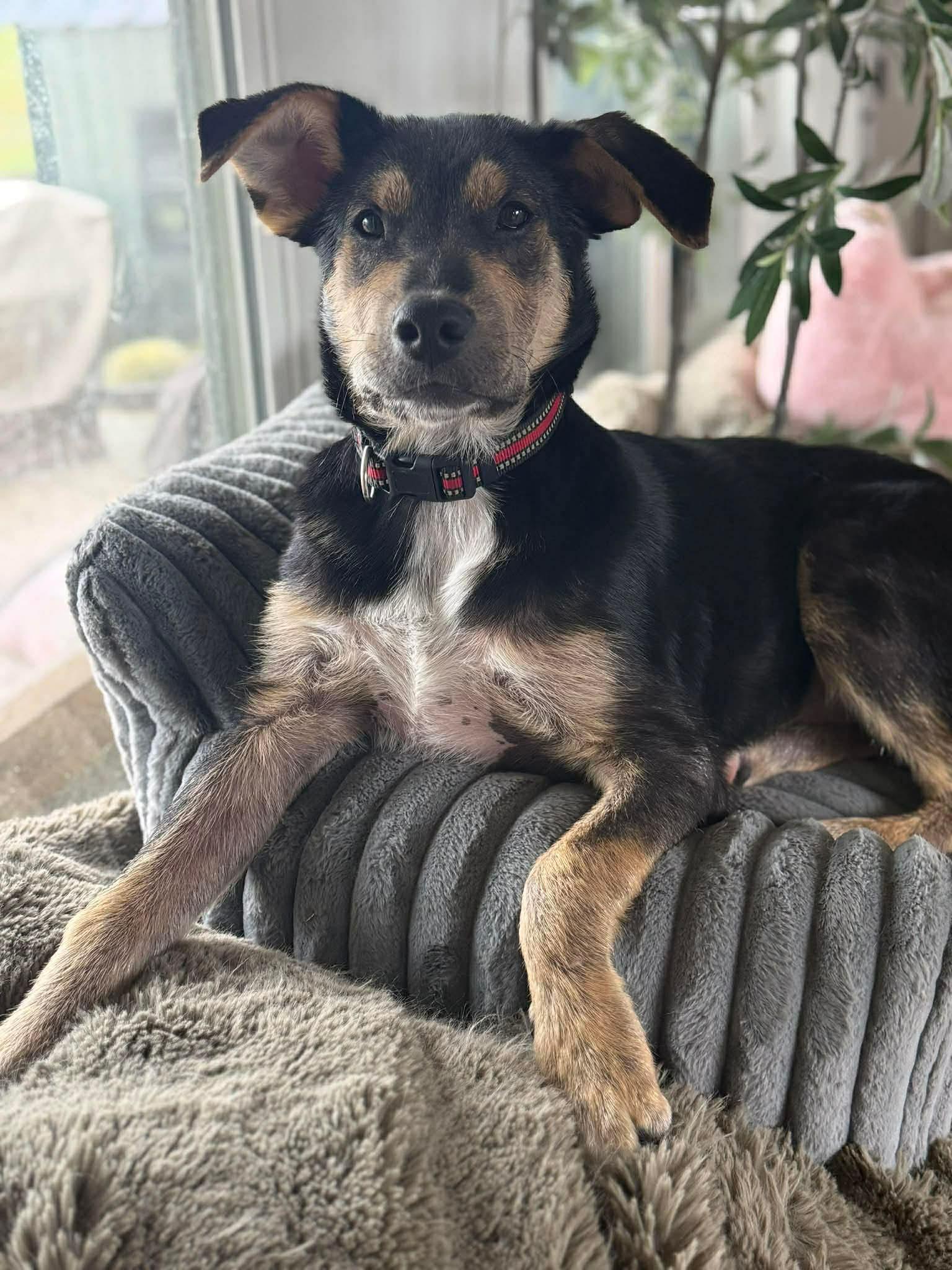 Clifford, a Adoptable Mixed Breed in Columbia, MD image 3/6