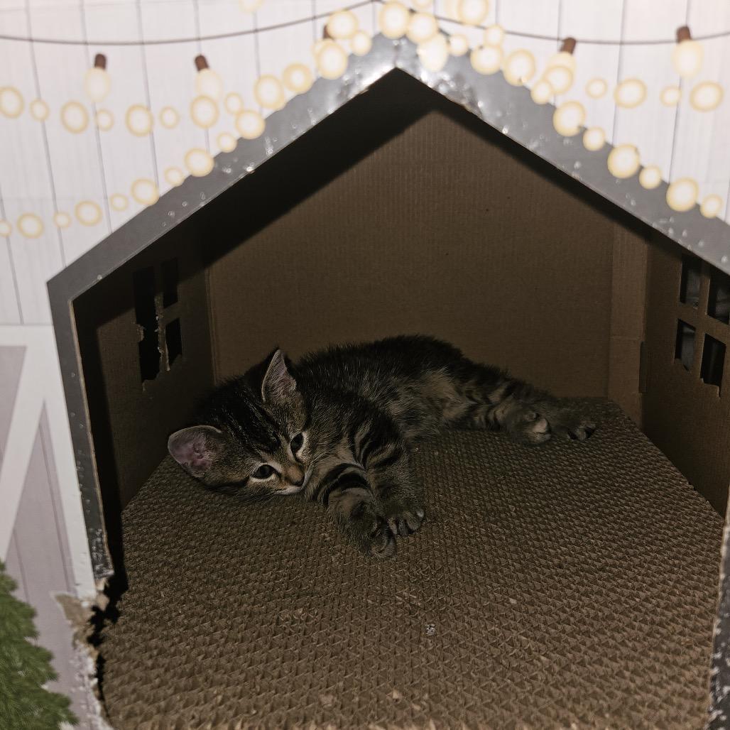 Sophia, Adoptable, Kitten Female Domestic Short Hair.