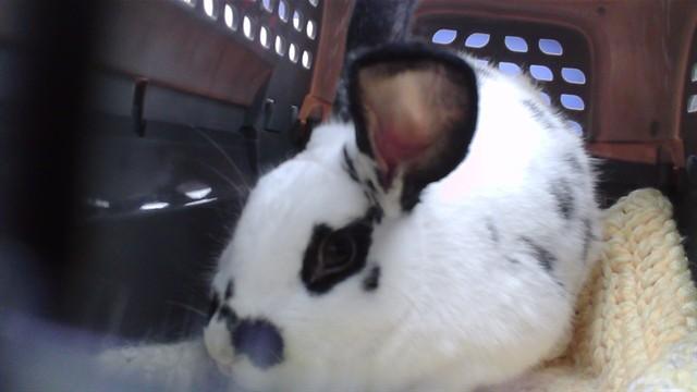 Enlarge CHECKERS, a Adoptable Bunny Rabbit in Omaha, NE image 1/1