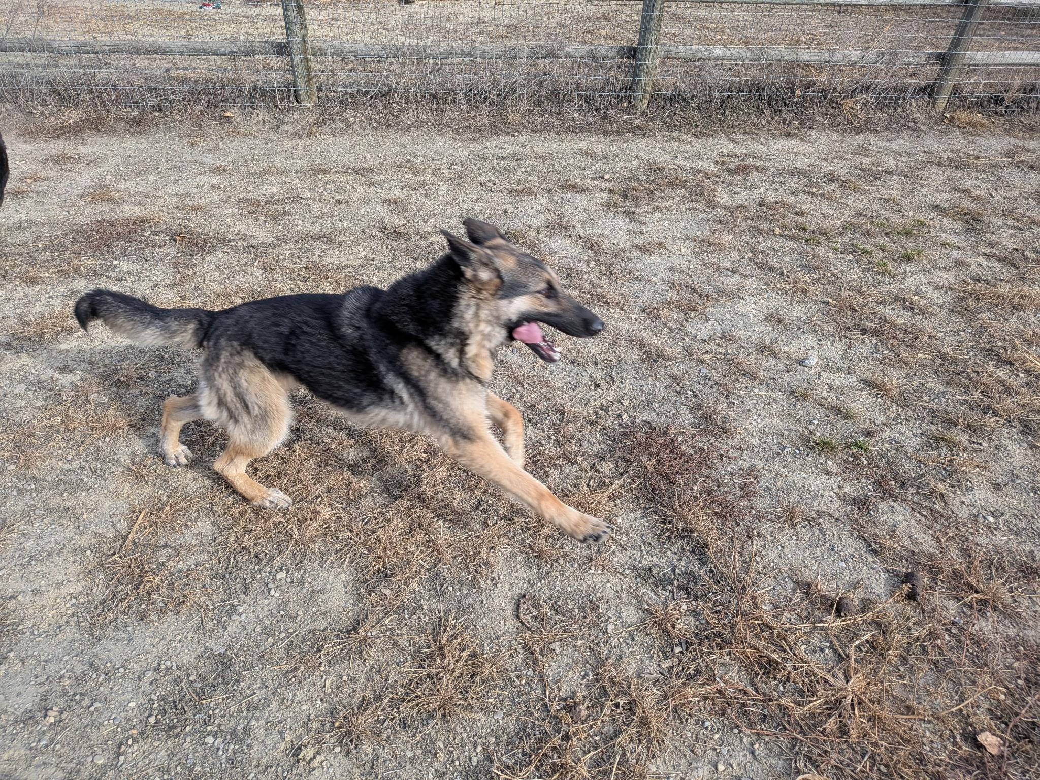 Enlarge Olaf, a Adoptable German Shepherd Dog in Lacombe, AB image 3/4