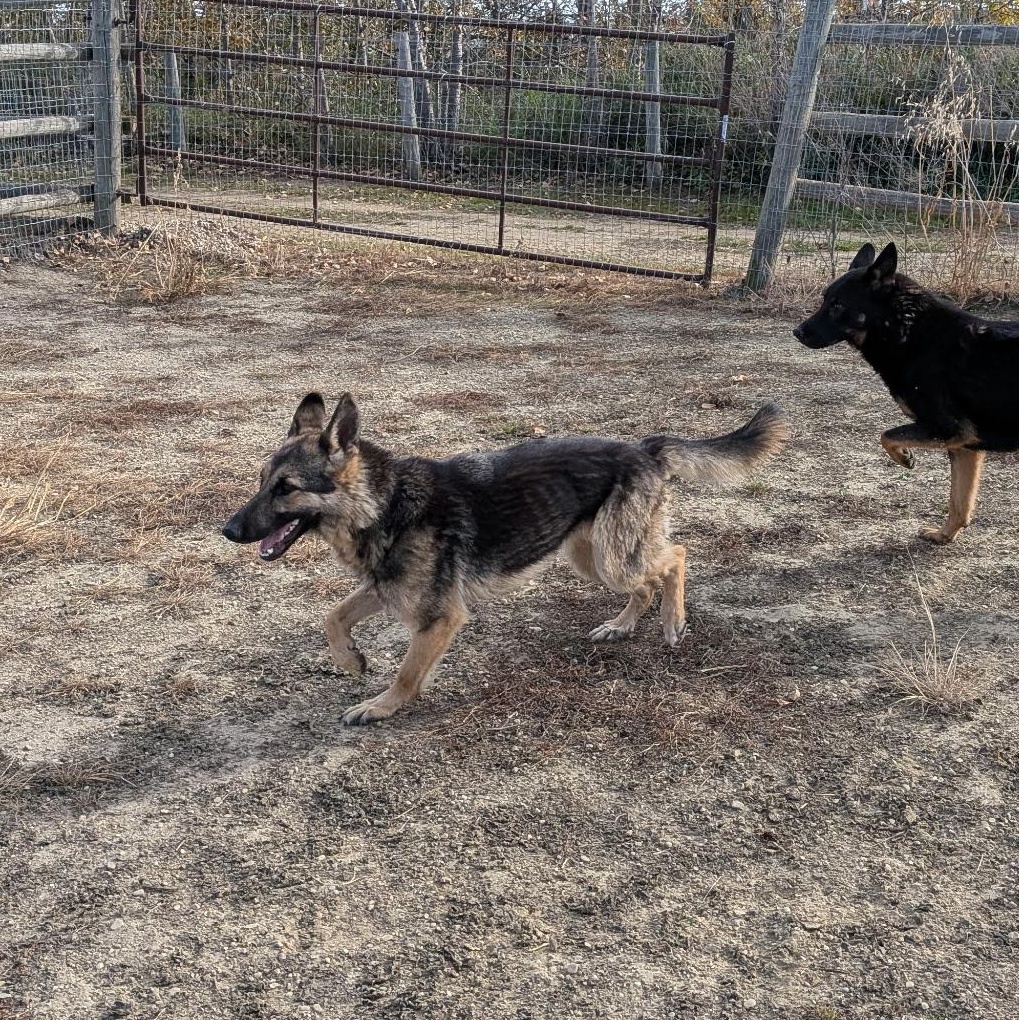 Enlarge Olaf, a Adoptable German Shepherd Dog in Lacombe, AB image 2/4