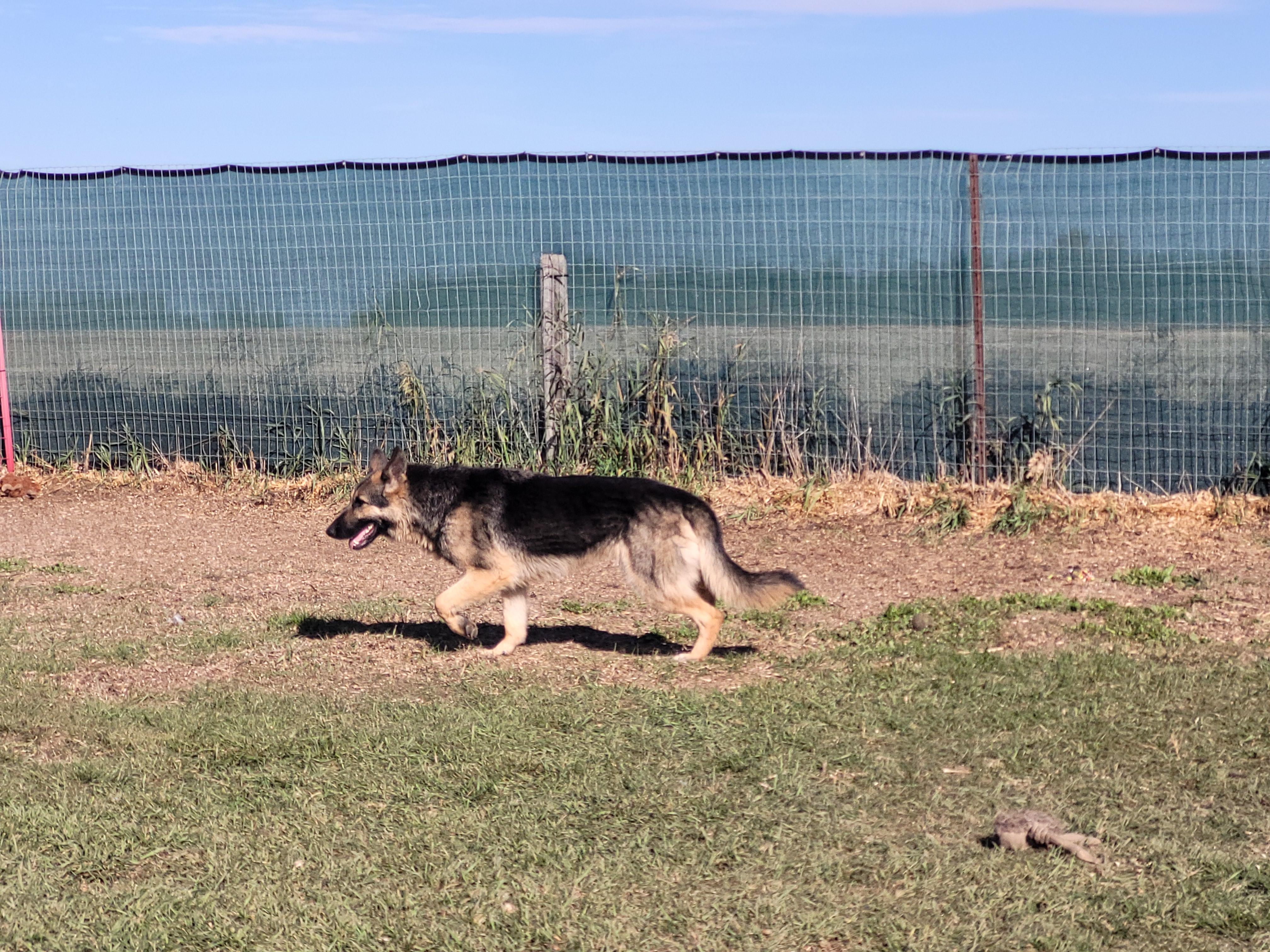 Enlarge Olaf, a Adoptable German Shepherd Dog in Lacombe, AB image 4/4