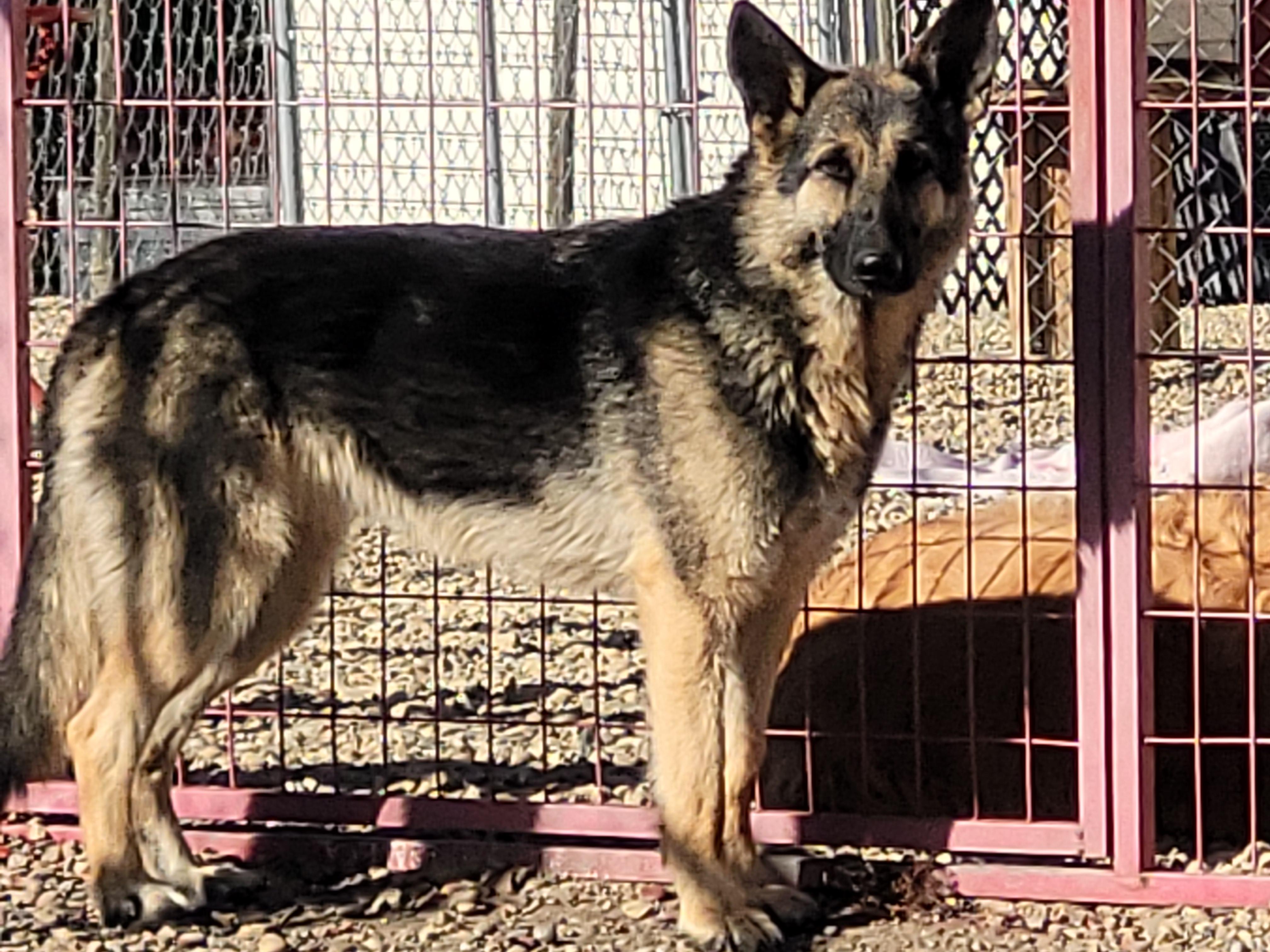 Enlarge Olaf, a Adoptable German Shepherd Dog in Lacombe, AB image 1/4