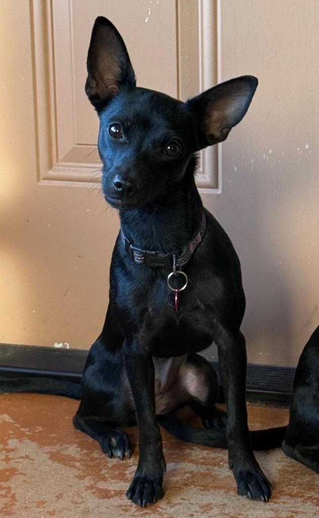 Enlarge Jaden, a Adoptable mixed breed in Junction, TX image 1/5