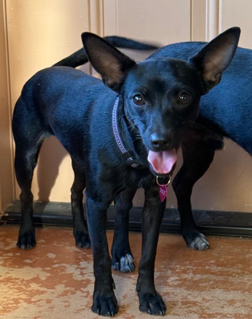 Enlarge Jaden, a Adoptable mixed breed in Junction, TX image 2/5